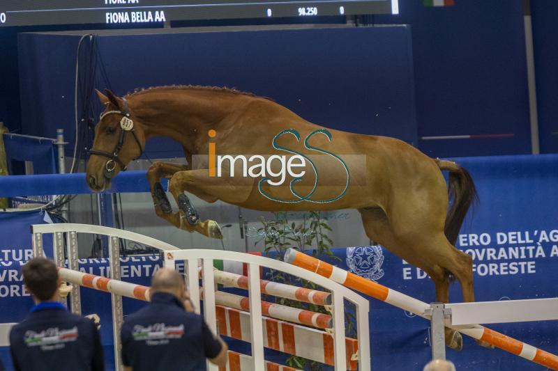 Freestyle _Costanzo_Verona_20241110_SS350294.jpg